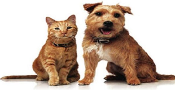 Discover The Secrets To Starting Your Own Pet Business!