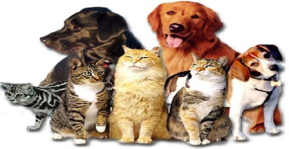 Discover The Secrets To Starting Your Own Pet Business!